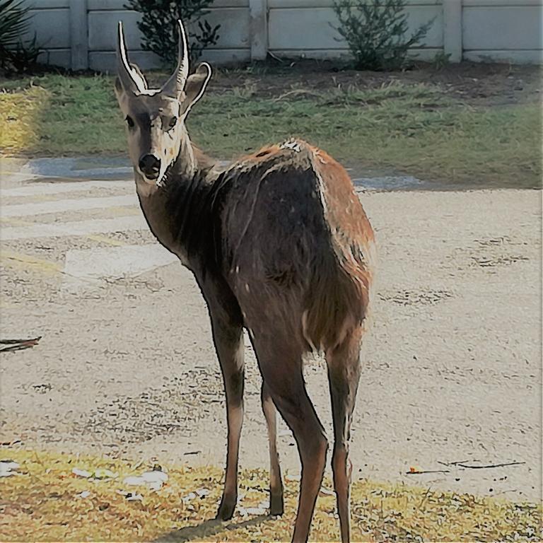 Brenton Bushbuck Lookout 아파트 외부 사진
